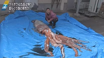 Con mực ống khổng lồ vừa được ngư dân Tetsuo Okamoto bắt được. Con mực ống khổng lồ vừa được ngư dân Tetsuo Okamoto bắt được.