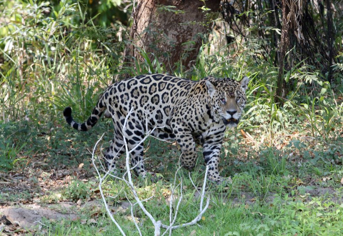 Con báo đốm này được người dân địa phương gọi là Mick. Con báo đốm này được người dân địa phương gọi là Mick.