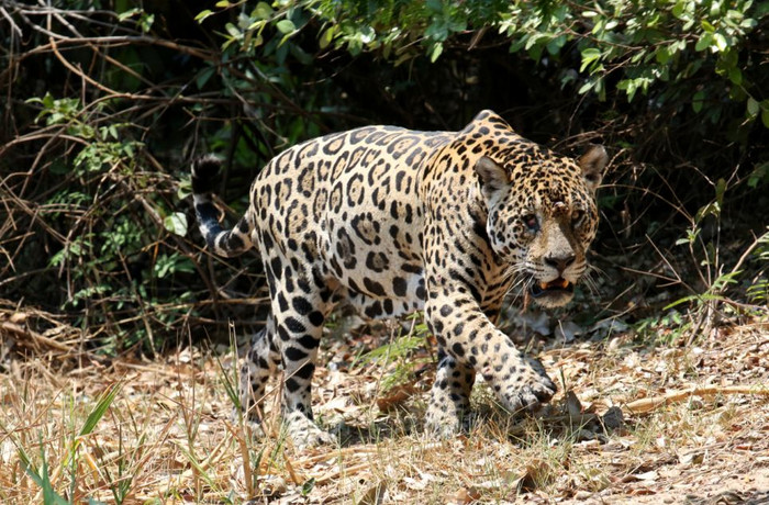 Tuy nhiên, kinh nghiệm đau thương này vẫn không khiến nó từ bỏ ý định chinh phục sát thủ dưới nước. Tuy nhiên, kinh nghiệm đau thương này vẫn không khiến nó từ bỏ ý định chinh phục sát thủ dưới nước.