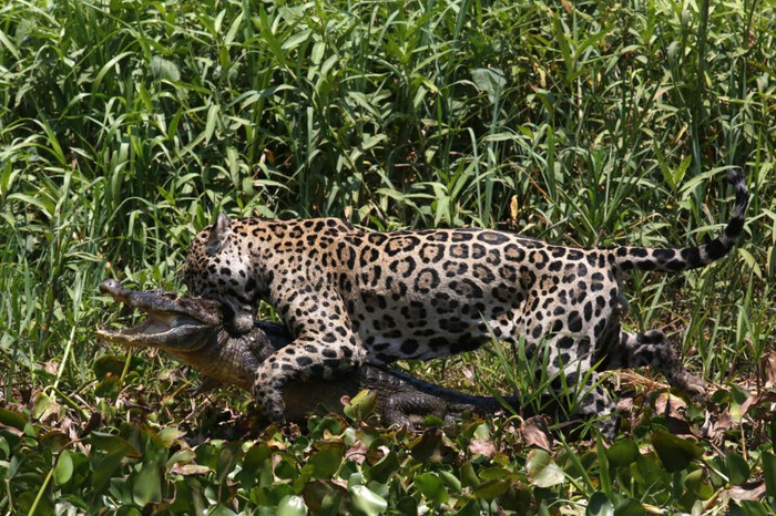 Sau đó nó bất ngờ nổi lên và thực hiện chú tấn công chí mạng vào cổ cá sấu. Sau đó nó bất ngờ nổi lên và thực hiện chú tấn công chí mạng vào cổ cá sấu.