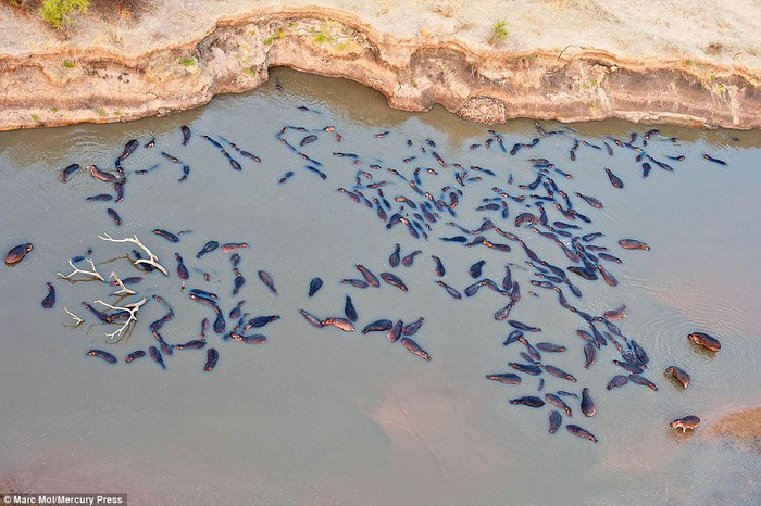 Hà mã di chuyển ngược dòng để trầm mình trong vũng nước làm mát cơ thể trước cái nắng gay gắt. Hà mã di chuyển ngược dòng để trầm mình trong vũng nước làm mát cơ thể trước cái nắng gay gắt.