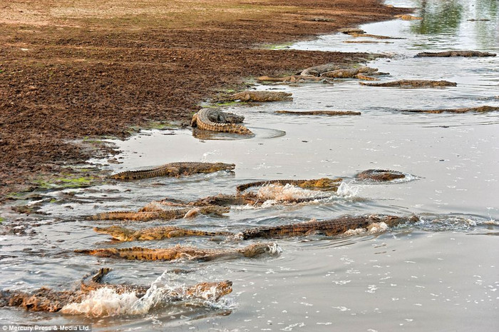 Những con cá sấu hơi hoảng loạn vì tiếng trực thăng bay trên đầu. Những con cá sấu hơi hoảng loạn vì tiếng trực thăng bay trên đầu.