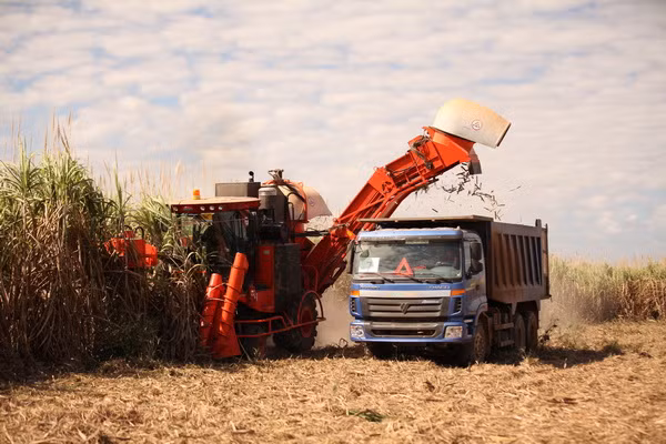 Thu hoạch míacủa HAGL.