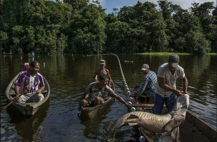 Cá hổ được xem là nguồn cung cấp thực phẩm chính trong khu vực.