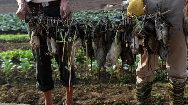 Một đêm, ông và nhóm của mình có thể bắt được 10 kg chuột trên cánh đồng. Một đêm, ông và nhóm của mình có thể bắt được 10 kg chuột trên cánh đồng.