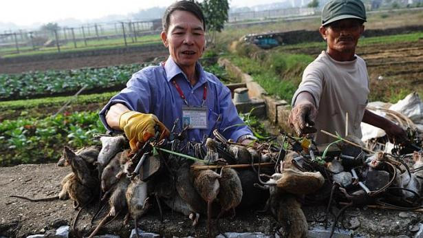 Ít nhất 500.000 ha lúa trong số 7,5 triệu ha trên cả nước bị chuột tàn phá mỗi năm. Ít nhất 500.000 ha lúa trong số 7,5 triệu ha trên cả nước bị chuột tàn phá mỗi năm.