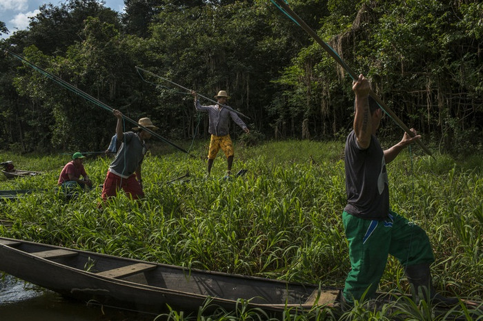 Mùa khô, người ta có thể dễ dàng dùng lao móc để bắt những con cá hổ khổng lồ.