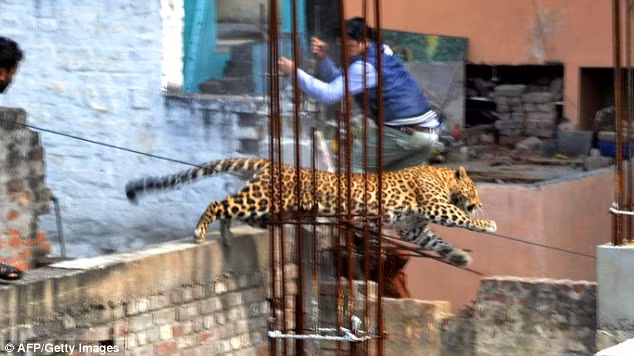 Sau cuộc rượt đuổi gay cấn, cuối cùng con báo hoang đã bị khống chế và bắt giữ.