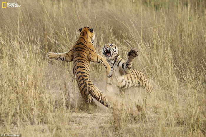 Hổ song đấu tại Vườn quốc gia Bandhavgarh, Ấn Độ. Hổ song đấu tại Vườn quốc gia Bandhavgarh, Ấn Độ.