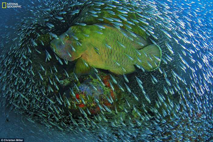 Một con Napoleon wrasse bơi qua một đàn cá thủy tinh ở Great Barrier Reef. Một con Napoleon wrasse bơi qua một đàn cá thủy tinh ở Great Barrier Reef.