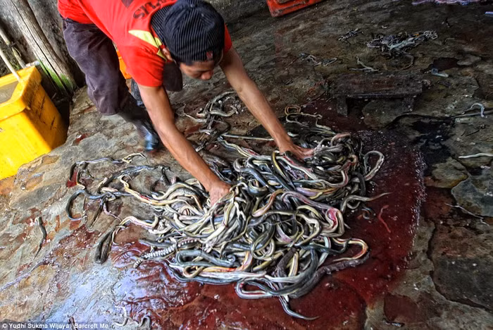 Công nhân cố gắng rửa rắn trong xưởng. Công nhân cố gắng rửa rắn trong xưởng.