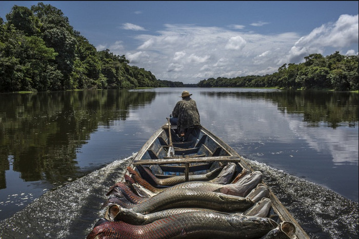 Xuồng đầy ắp cá hổ chạy sau một ngày đánh cá thành công.