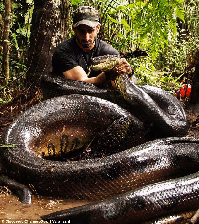 Rosolie với trăn Anaconda khổng lồ trước khi tham gia thử thách.