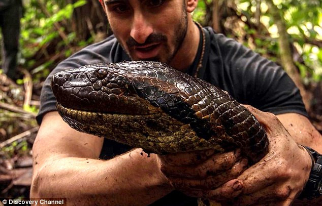 Loài trăn Anaconda khổng lồ có thể nuốt sống con mồi to hơn cả con người.