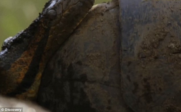 Con trăn Anaconda khổng lồ nuốt phần đầu của Rosolie.