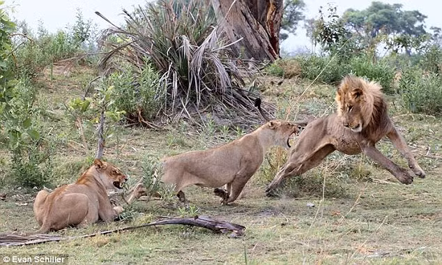 Hai con sư tử cái sau đó bị phân tâm bởi một con sư tử đực.