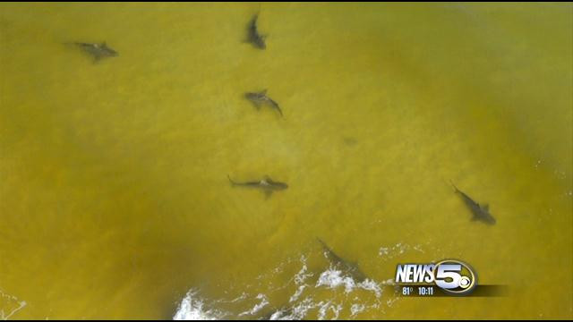 Đàn cá mập tiến vào bờ săn mồi. Đàn cá mập tiến vào bờ săn mồi.