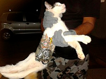 Con mèo mang dụng cụ đào thoát cho tù nhân bị bắt quả tang. Con mèo mang dụng cụ đào thoát cho tù nhân bị bắt quả tang.