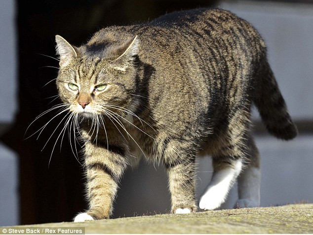 Freya đi lang thang trên đường phố Whitehall.