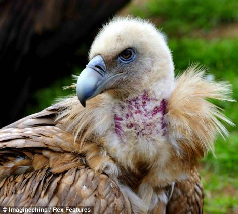 Kền kền làm nhiệm vụ thiên táng cho người chết tại Tây Tạng.