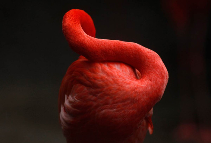 Một con hồng hạc tại vườn thú Wuppertal, Đức ngày 4/1. Một con hồng hạc tại vườn thú Wuppertal, Đức ngày 4/1.