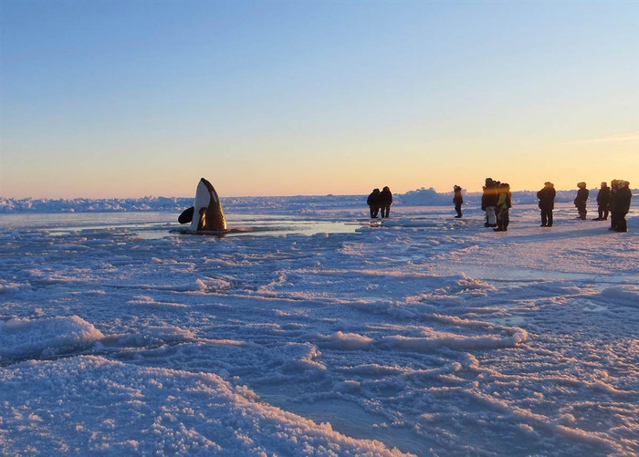 Một con cá voi sát thủ cố ngoi lên mặt nước từ một lỗ băng nhỏ để hít thở ô-xy ở gần Inukjuak, miền Bắc Quebec, Canada ngày 9/1. Thị trưởng thành phố đã kêu gọi chính phủ gửi tàu phá băng mở đường ra đại dương giải cứu 11 con cá voi sát thủ mắc kẹt trong lớp băng dầy đang chen nhau ngoi lên mặt nước hít thở không khí. Một con cá voi sát thủ cố ngoi lên mặt nước từ một lỗ băng nhỏ để hít thở ô-xy ở gần Inukjuak, miền Bắc Quebec, Canada ngày 9/1. Thị trưởng thành phố đã kêu gọi chính phủ gửi tàu phá băng mở đường ra đại dương giải cứu 11 con cá voi sát thủ mắc kẹt trong lớp băng dầy đang chen nhau ngoi lên mặt nước hít thở không khí.