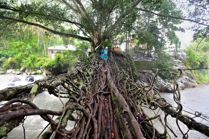 Cầu Rễ cây tại Tây Sumatra, Indonesia. Cầu Rễ cây tại Tây Sumatra, Indonesia.