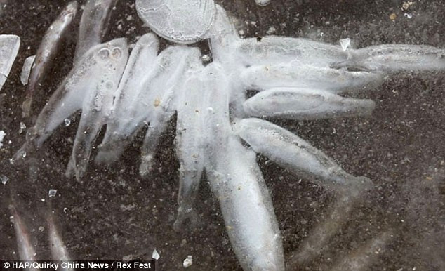 Cá mắc kẹt trong băng giá vì nước cạn. Cá mắc kẹt trong băng giá vì nước cạn.