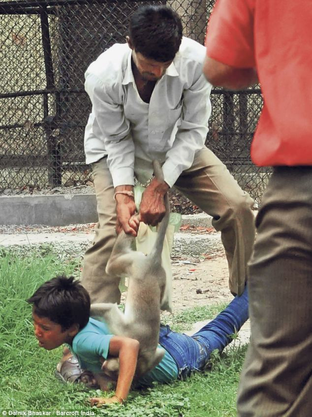 Raghav mình đầy máu và sợ hãi khi bị khỉ tấn công.