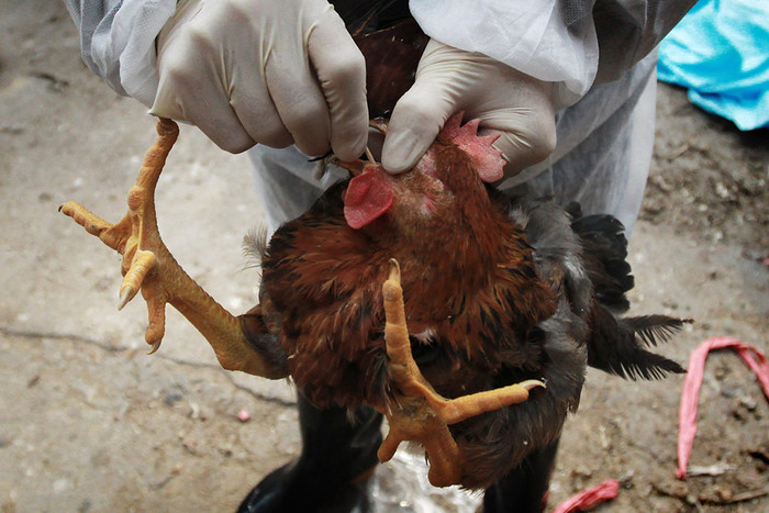 Chủng virus cúm gia cầm mới đã cướp đi mạng sống của 9 người Trung Quốc.