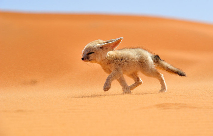 Một con cáo Fennec đi ngược gió tại Ma-rốc. Cáo Fennec hay còn gọi là cáo sa mạc. Chúng có vóc dáng khá nhỏ, chủ yếu hoạt động về đêm và thường thấy tại sa mạc Sahara, khu vực Bắc Phi. Một con cáo Fennec đi ngược gió tại Ma-rốc. Cáo Fennec hay còn gọi là cáo sa mạc. Chúng có vóc dáng khá nhỏ, chủ yếu hoạt động về đêm và thường thấy tại sa mạc Sahara, khu vực Bắc Phi.