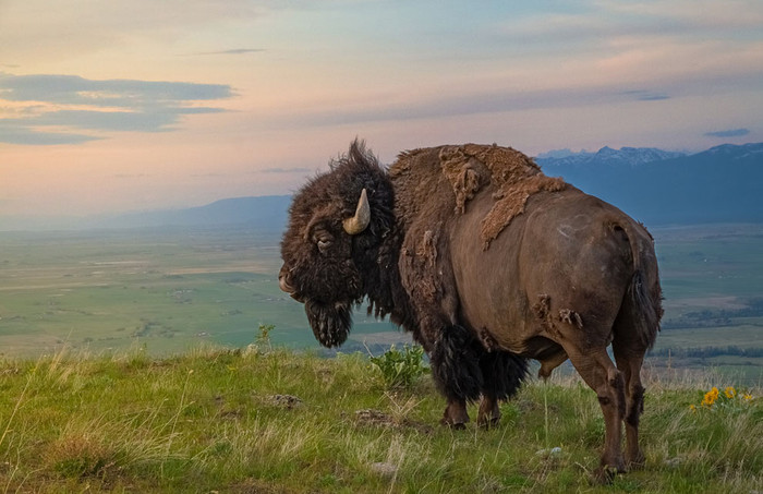 Một con bò rừng Bison tại Moiese, Montana, Mỹ. Một con bò rừng Bison tại Moiese, Montana, Mỹ.
