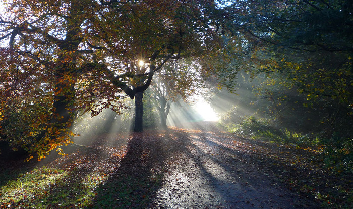 Ánh nắng chiếu qua tán lá trong trang trại ở Westminster, ở Chester, Anh. Ánh nắng chiếu qua tán lá trong trang trại ở Westminster, ở Chester, Anh.