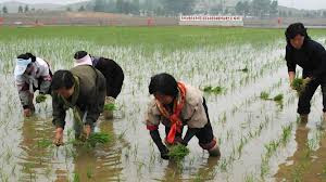 Nông dân Triều Tiên trên cánh đồng.