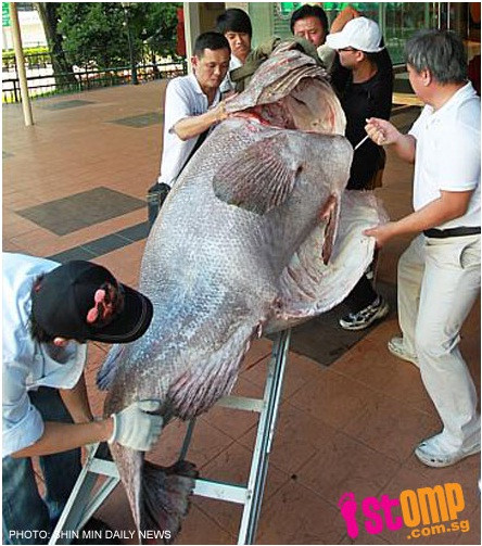 7 người đàn ông chật vật khiêng con cá mú khủng vào bếp. 7 người đàn ông chật vật khiêng con cá mú khủng vào bếp.