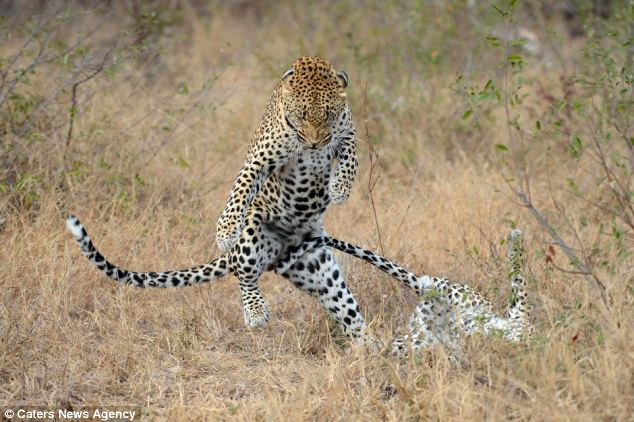 Con báo hoa mai di chuyển bằng chân sau và lắc lư như nhảy múa theo nhạc. Con báo hoa mai di chuyển bằng chân sau và lắc lư như nhảy múa theo nhạc.