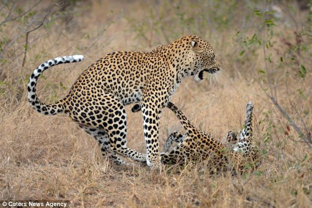 Nó đã mất 30 phút quyến rũ mới được giao phố với con báo cái đang lăn trên cỏ ngay bên cạnh. Nó đã mất 30 phút quyến rũ mới được giao phố với con báo cái đang lăn trên cỏ ngay bên cạnh.