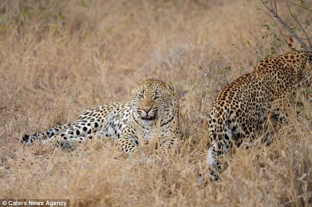 Cặp báo hoa mai hoang dã sống sau màn quyến rũ. Cặp báo hoa mai hoang dã sống sau màn quyến rũ.