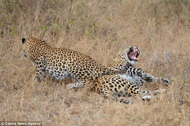 Cặp báo đùa giỡn trên bãi cỏ. Cặp báo đùa giỡn trên bãi cỏ.