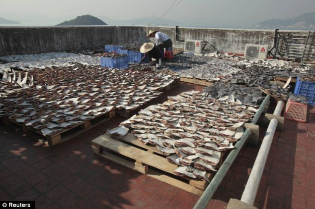 Trong khi đó, khi đánh bắt được một con cá mập, người ta sẽ cắt vây chúng ngay khi còn sống.