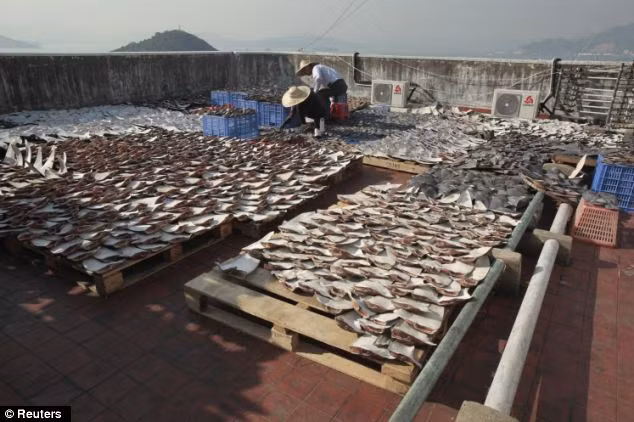 Trong khi đó, khi đánh bắt được một con cá mập, người ta sẽ cắt vây chúng ngay khi còn sống.