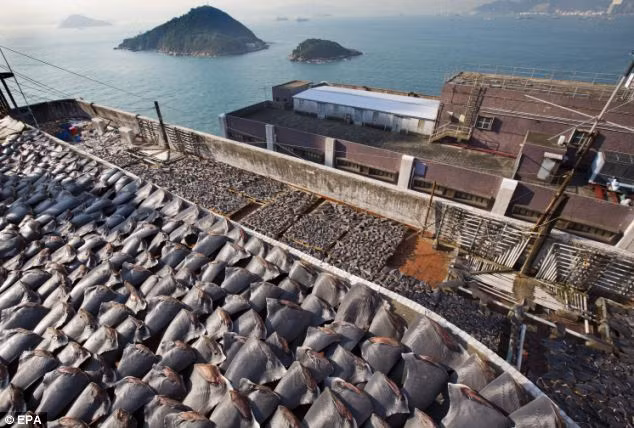 Ngành khai thác vây cá mập gây ra cái chết của 100 triệu con cá này mỗi năm.