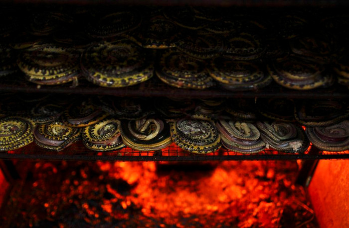 Một cách sấy da rắn rẻ và hiệu quả.