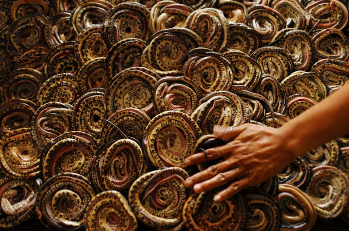 Da rắn được xếp cẩn thận trên phên trước khi được sấy khô.