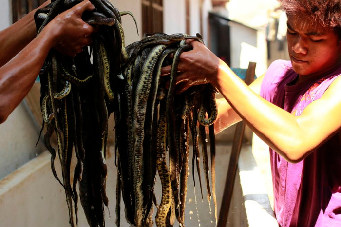 Da rắn được xử lý sau khi lột.