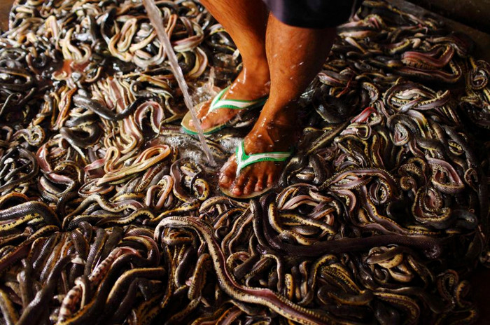 Xả nước làm sạch rắn đã moi ruột trước quá trình lột da.