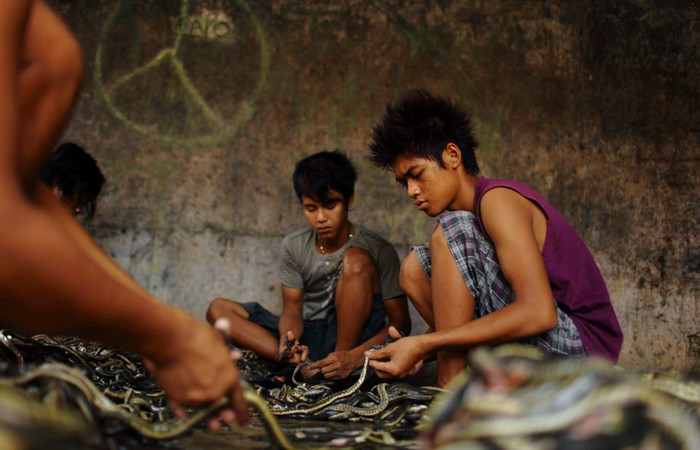 Các công nhân dùng kéo lột da rắn.