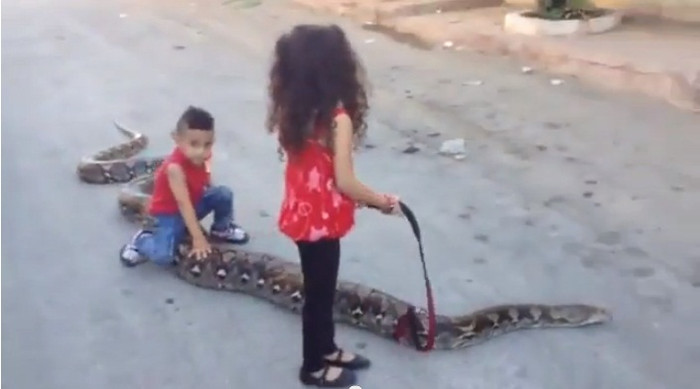 Con trăn này ước tính dài khoảng 2,4 m. Con trăn này ước tính dài khoảng 2,4 m.