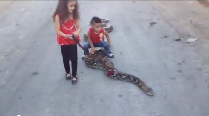 Hai chị em người Palestine dắt con trăn to lớn đi dạo. Hai chị em người Palestine dắt con trăn to lớn đi dạo.