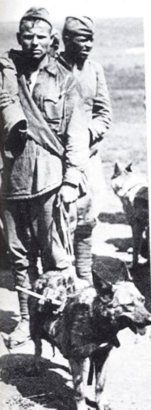 "Binh chủng" Chó cảm tử.